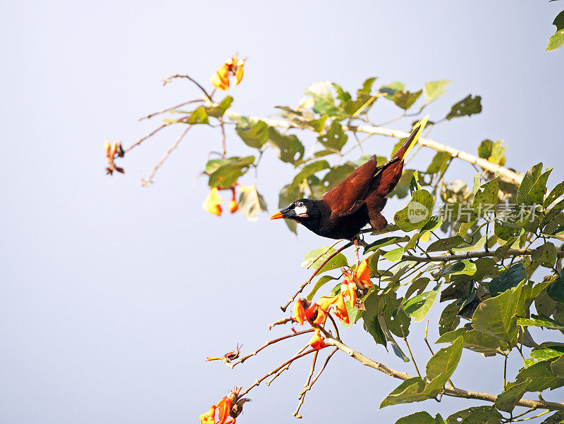 挂在树顶的Montezuma Oropendola，哥斯达黎加的外来物种之一